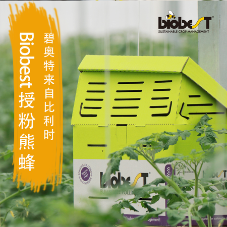 Biobest-比利时碧奥特熊蜂 授粉熊蜂 番茄草莓蓝莓瓜类授粉 熊蜂标准箱